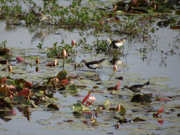 官田水雉園區榮獲「全球最佳濕地之星」獎 黃偉哲肯定各界長年保育努力