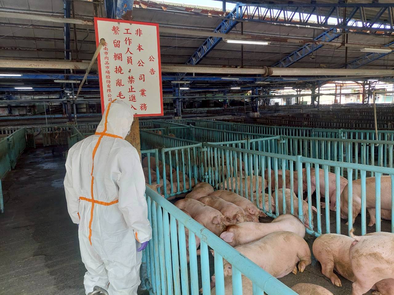 豬豬上車了！ 台南市府將續嚴密防疫管理與現場稽查 守護市民餐桌安全