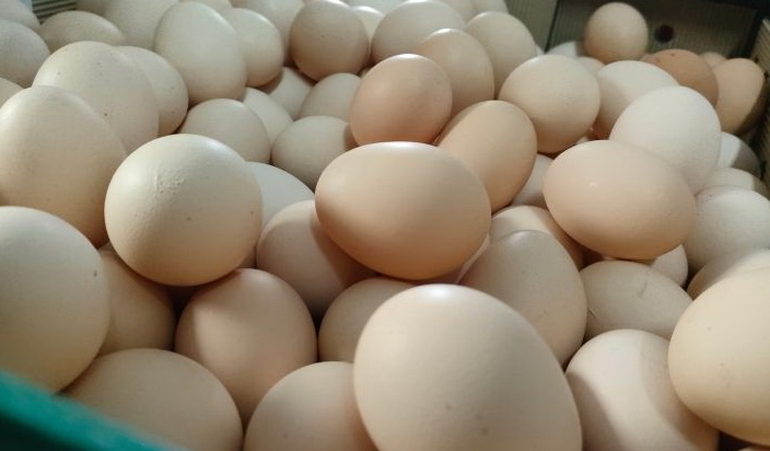 含有芬普尼雞蛋仍由文雅畜牧場流出 食藥署嚴正督請相關單位應追究責任
